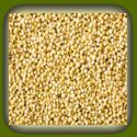 Millet