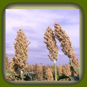 SORGHUM